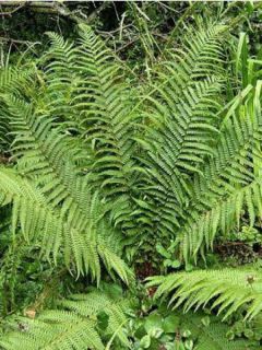 Fougère - Dryopteris affinis