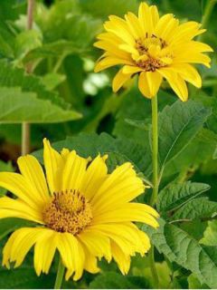 Fausse hélianthe 'Sommersonne'