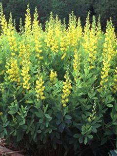 Baptisia bracteata, Faux Lupin
