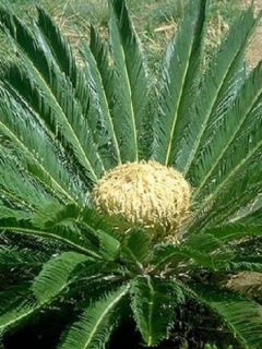 Faux palmier du Japon