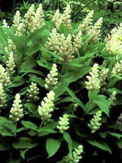 Faux sceau de Salomon