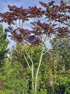 Faux vernis du Japon 'Purple Dragon'