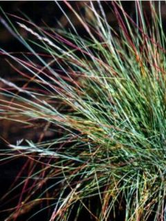 Festuca amethystina - Fétuque améthyste Festuca amethystina - Fétuque améthyste