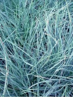 Fetuque, Festuca glauca Elijah Blue Fetuque, Festuca glauca Elijah Blue