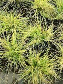 Fetuque, Festuca glauca Golden Toupee Fetuque, Festuca glauca Golden Toupee