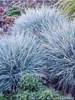 Festuca Intense Blue - Fétuque bleue