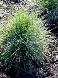 Fétuque bleue - Festuca glauca Fétuque bleue - Festuca glauca