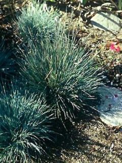 Festuca valesiaca Glaucantha - Fétuque du Valais