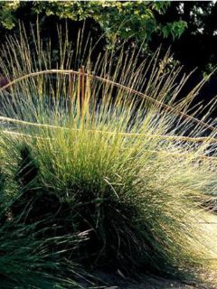 Fétuque - Festuca mairei Fétuque - Festuca mairei