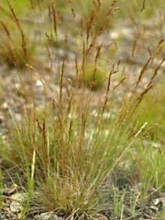 Festuca filiformis - Fétuque à feuilles capillaires