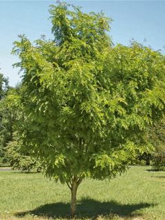 Févier d'Amérique - Gleditsia triacanthos Elegantissima Févier d'Amérique - Gleditsia triacanthos Elegantissima