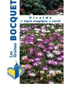 Ficoide 'Tapis Magique'