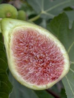 Figuier 'Dalmatie'