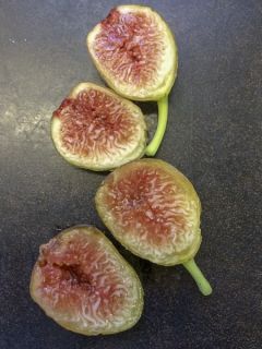 Figuier Grise de la St Jean - Ficus carica - Grisette