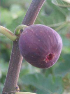 Figuier Jordan - Ficus carica