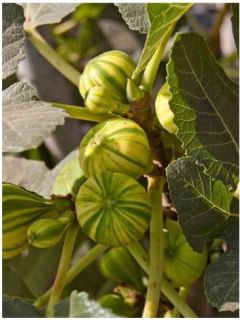 Figuier Panachée - Ficus carica