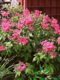 Filipendule palmée 'Nana'