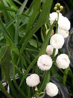 Sagittaire à fleurs doubles - Sagittaria sagittifolia Flore Pleno