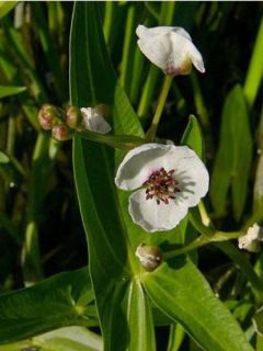 Sagittaria sagittifolia - Flèche d'eau