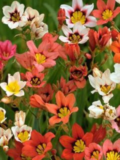 Fleur arlequin en mélange