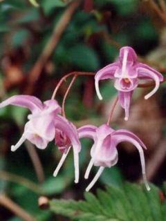 Fleur des elfes à grandes fleurs