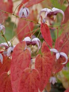 Epimedium acuminatum, Fleur des elfes