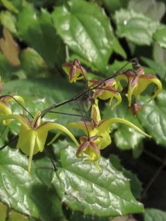 Epimedium davidii, Fleur des elfes