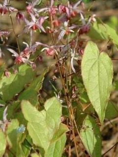 Epimedium hybride Pink Elf