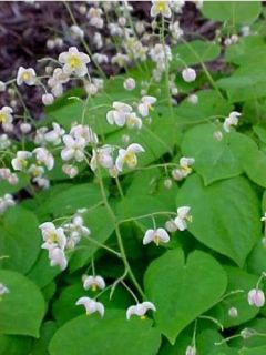 Fleur des elfes pubigerum