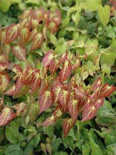 Fleur des elfes rouge