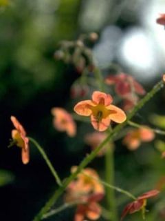 Fleur des elfes warleyense