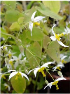 Epimedium stellulatum Wudang Star - Fleur des Elfes