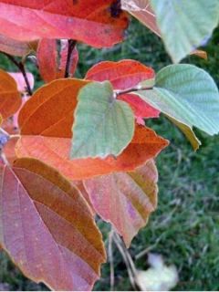 Fothergilla  'Blue Shadow'