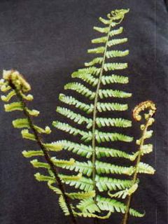 Fougère à écailles dorées