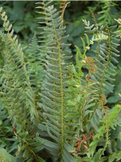 Fougère de Noël, Polystichum acrostichoides