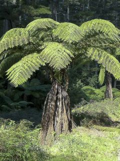Fougère de Nouvelle-Zélande