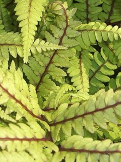 Athyrium vidalii - Fougère de Vidal
