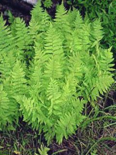 Thelypteris palustris - Fougère des marais
