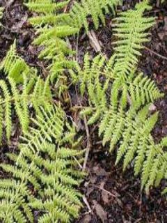 Athyrium filix-femina Rotstiel - Fougère femelle