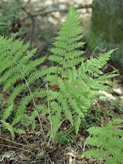 Athyrium filix-femina - Fougère femelle