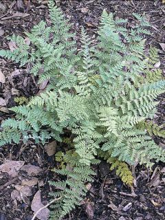 Cheilanthes lanosa, Fougère