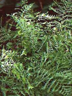 Fougère mâle 'Linearis Polydactyla'