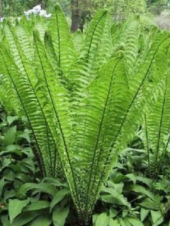 Fougère plume d'autruche