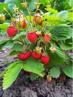 Fraisier 'Anais' - remontant