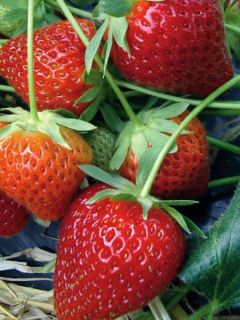 Fraisier 'Charlotte' - remontant
