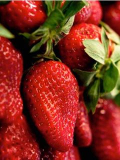 Fraisier 'Ciflorette' - non remontant