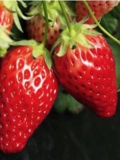 Fraisier 'Cirafine' - remontant