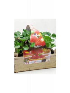 Fraisier des bois 'Maestro'