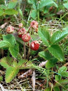 Fraisier Woodland - Fraise des bois
