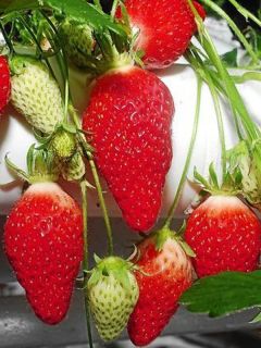 Fraisier 'Gariguette'  - non remontant